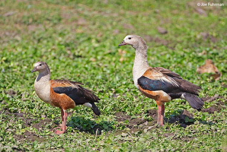 Oronoco Goose Hato El Cedral, Venezuela   February 2009