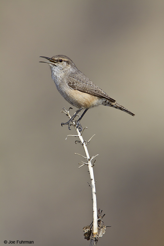 Rock Wren L.A. Co., CA December 2009