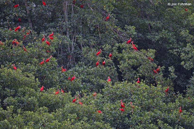 Scarlet Ibis Trinidad And Tobago   Dec. 2012