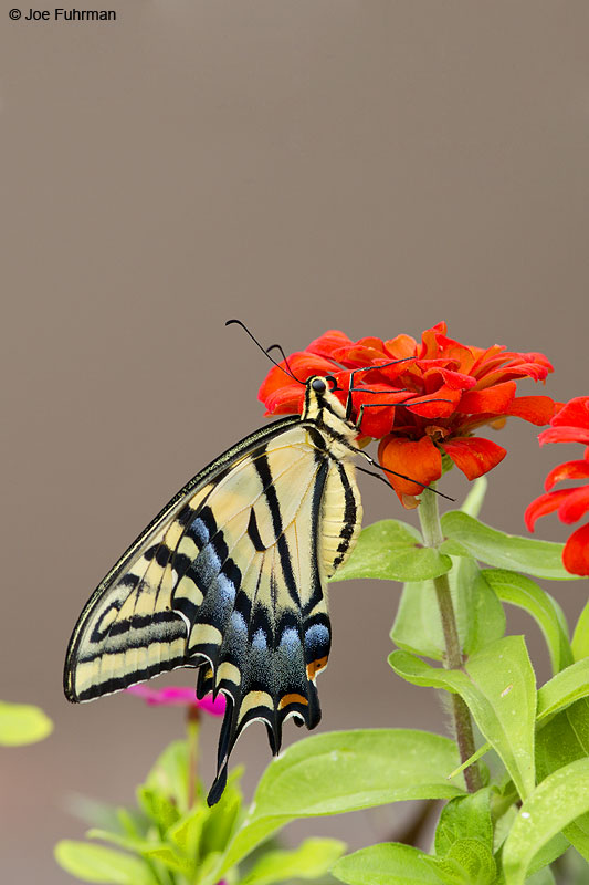 Swallowtail Butterfly Sedona, AZ   August 2013