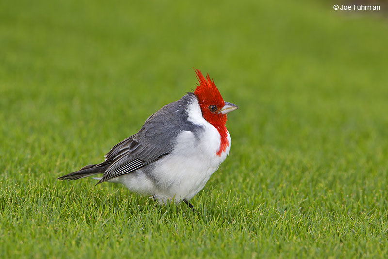 Red-crested_Cardinal_MG_7694
