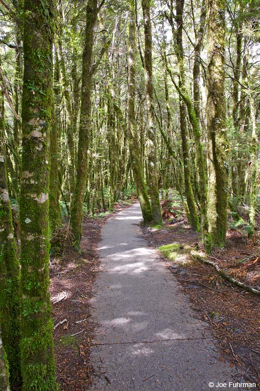 Mount Aspiring National Park, New Zealand   Dec. 2014