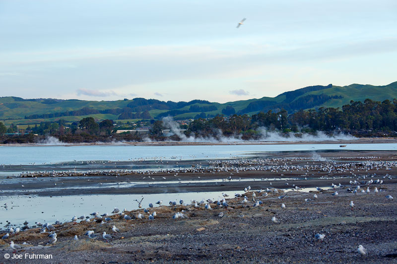 Lake RotoruaRotorua, New Zealand Dec. 2014