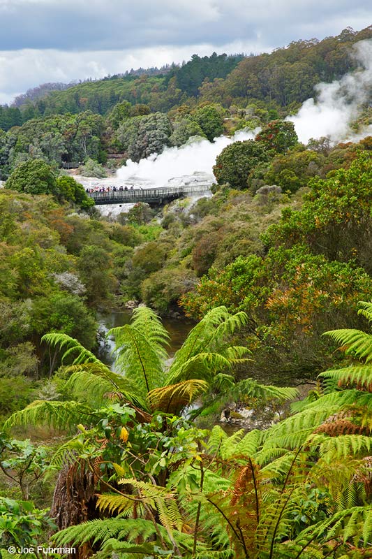 Te PuiaRotorua, New Zealand Dec. 2014