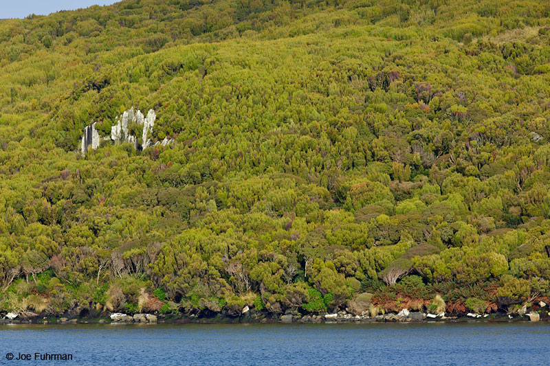 Campbell Island, New Zealand   Nov. 2014