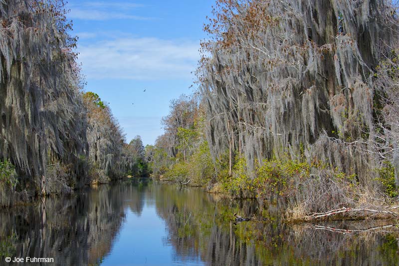 Suwanee Canal Rec. AreaOkefenokee Swamp NWR, FL Feb. 2015