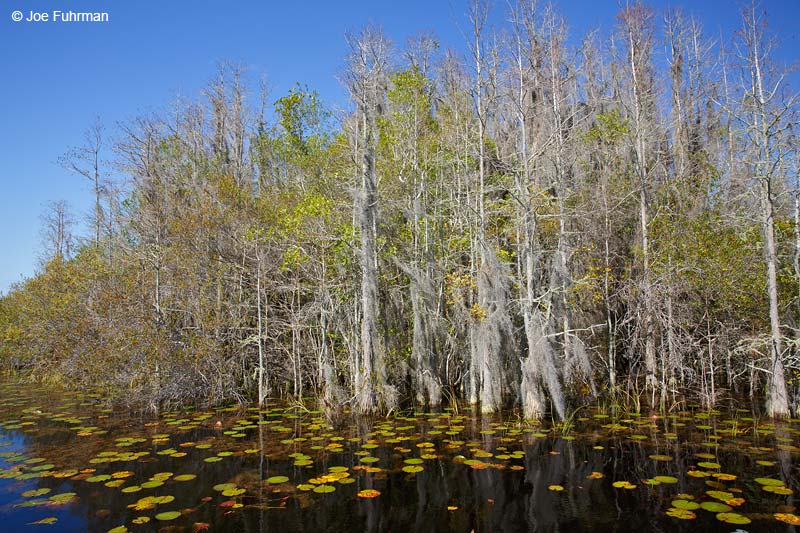 Suwanee Canal Rec. AreaOkefenokee Swamp NWR, FL Feb. 2015