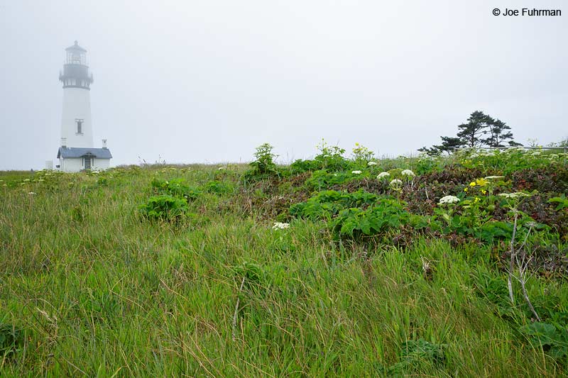 Yaquina Head Outstanding Natural AreaNewport, OR May 2015