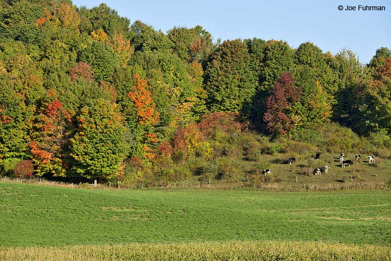 Farm along hwy. 7 near Albany, NYOct. 2014