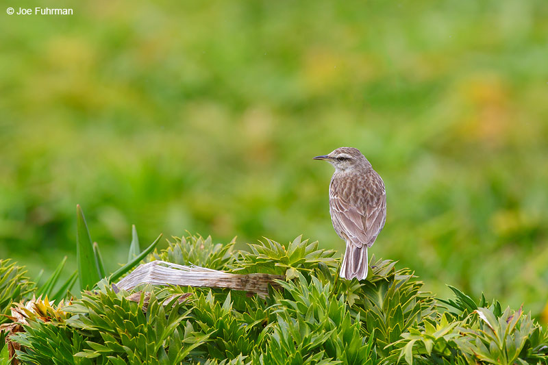 Auckland_Island_Pipit_16A3738