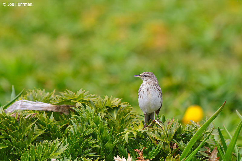 Auckland_Island_Pipit_16A3745