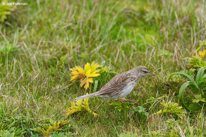 Auckland_Island_Pipit_16A3776