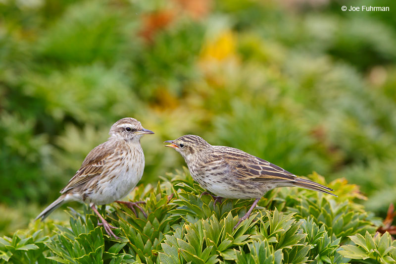 Auckland_Island_Pipit_16A3975