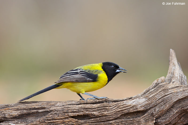 Audubon's OrioleStarr Co., TX March 2015