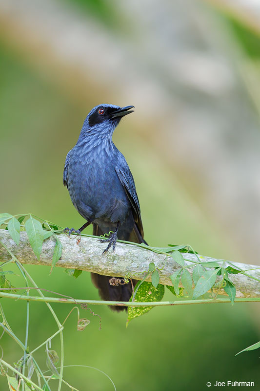 Blue Mockingbird Jalisco, Mexico April 2015