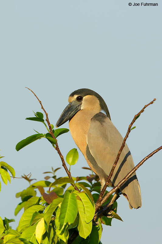 Boat-billed HeronSan Blas, Nayarit, Mexico   April 2015