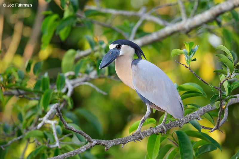 Boat-billed HeronSan Blas, Nayarit, Mexico   April 2015