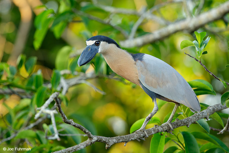 Boat-billed HeronSan Blas, Nayarit, Mexico   April 2015