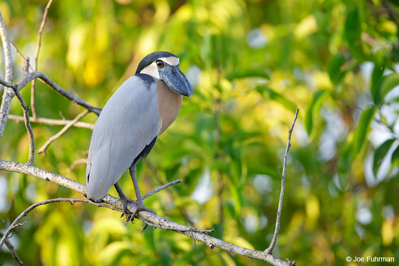 Boat-billed HeronSan Blas, Nayarit, Mexico   April 2015