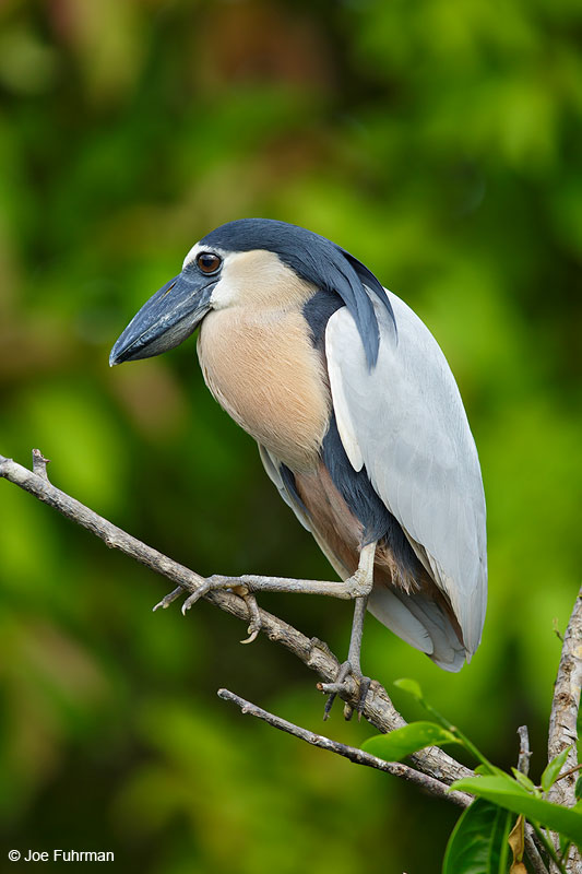 Boat-billed HeronSan Blas, Nayarit, Mexico   April 2015