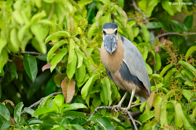 Boat-billed HeronSan Blas, Nayarit, Mexico   April 2015