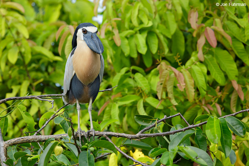 Boat-billed HeronSan Blas, Nayarit, Mexico   April 2015