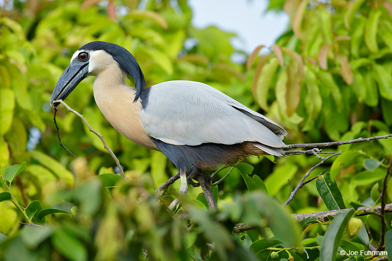 Boat-billed HeronSan Blas, Nayarit, Mexico   April 2015