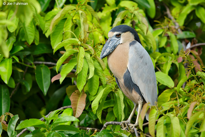 Boat-billed HeronSan Blas, Nayarit, Mexico   April 2015