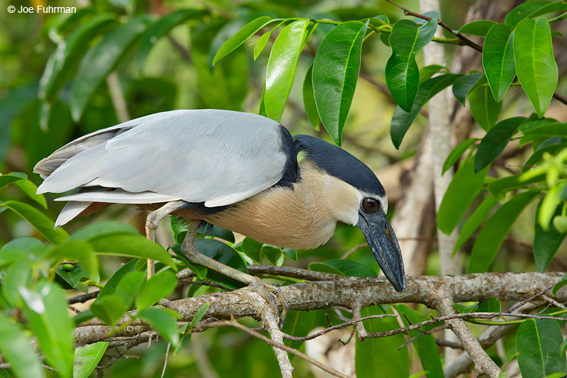 Boat-billed HeronSan Blas, Nayarit, Mexico   April 2015