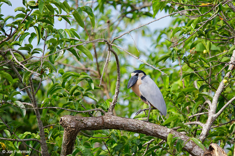 Boat-billed HeronSan Blas, Nayarit, Mexico   April 2015