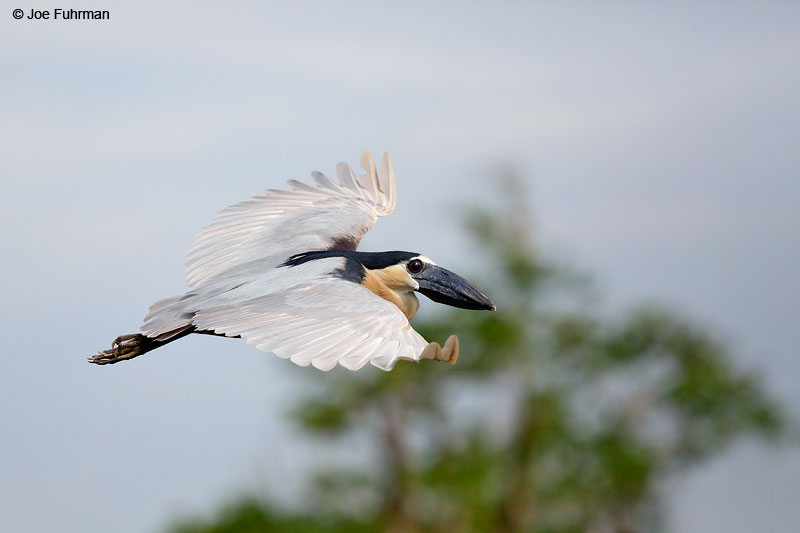 Boat-billed HeronSan Blas, Nayarit, Mexico   April 2015