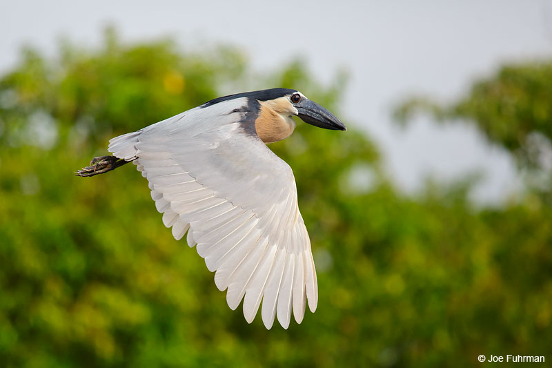 Boat-billed HeronSan Blas, Nayarit, Mexico   April 2015