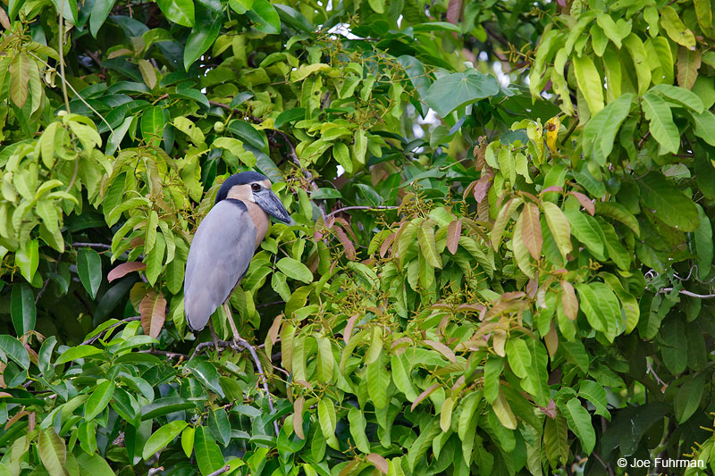 Boat-billed HeronSan Blas, Nayarit, Mexico   April 2015