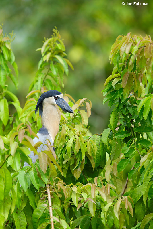 Boat-billed HeronSan Blas, Nayarit, Mexico   April 2015