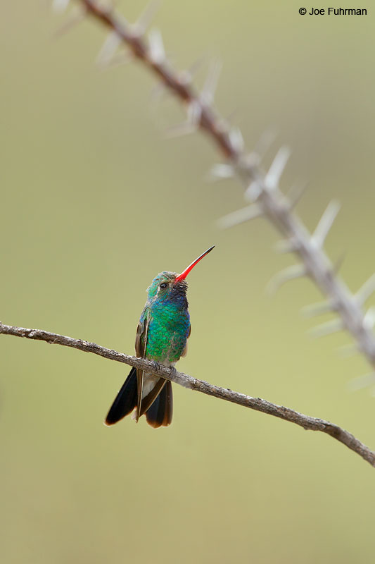 Broad-billed Hummingbird Santa Cruz Co., AZ   June 2015