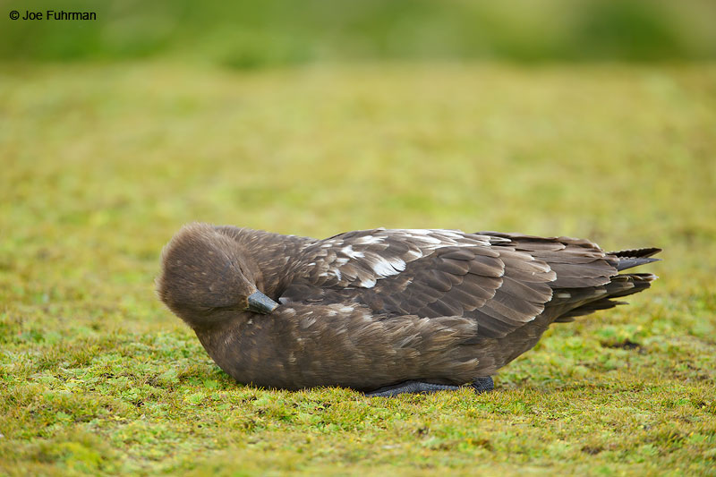 Brown SkuaAuckland Island, New Zealand   Nov. 2014