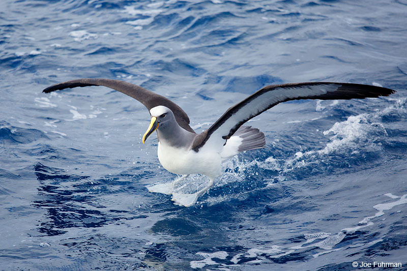 Buller's Albatross Chatham Island, N.Z. Nov. 2014