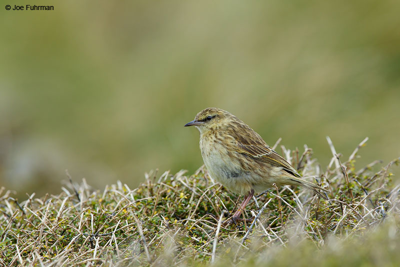 Campbell Island Pipit Campbell Island, New Zealand   Nov. 2014