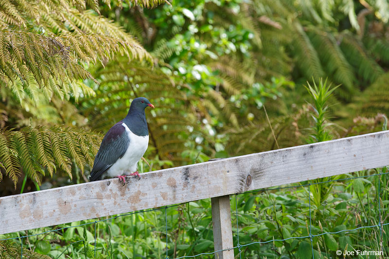 Chatham Island Pigeon Chatham Island, N.Z.   Nov. 2014