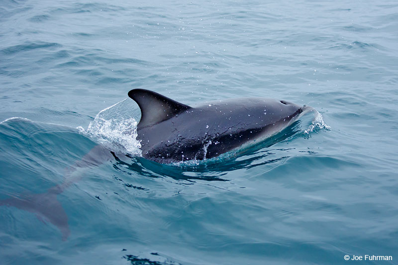 Dusky DolphinKaikoura, New Zealand   Dec. 2014