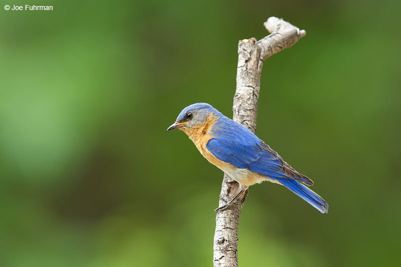Eastern Bluebird (fulva subspecies)Santa Cruz Co., AZ June 2015