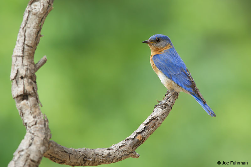 Eastern Bluebird (fulva subspecies)Santa Cruz Co., AZ June 2015