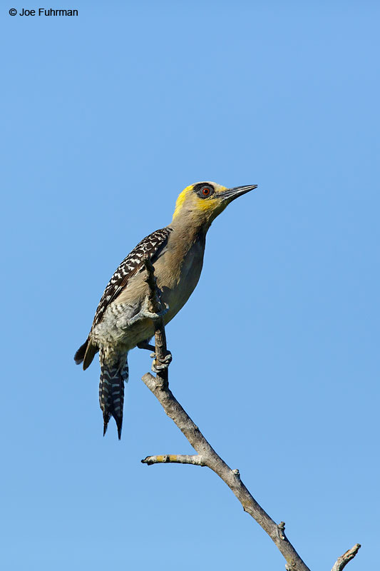 Golden-cheeked WoodpeckerJalisco, Mexico April 2015