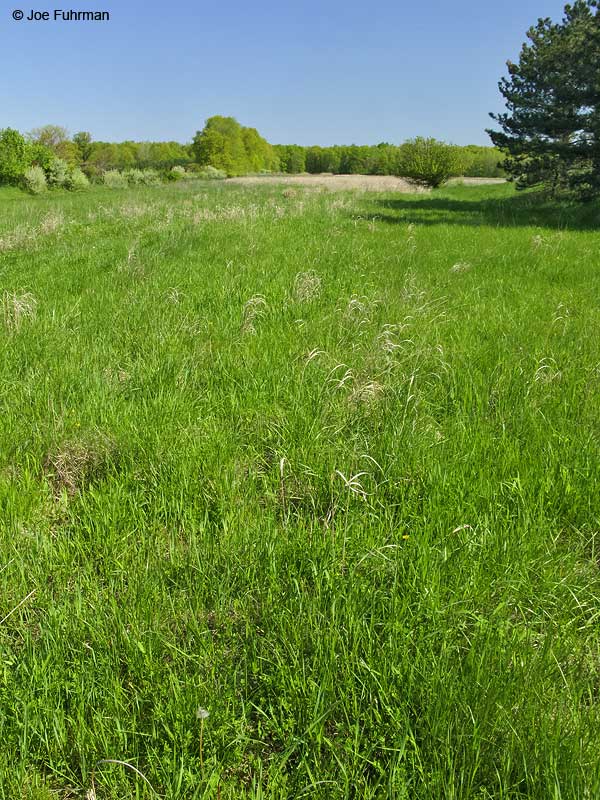 Grasslands at old site of Richfield Coliseum Summit Co., OH   May 2009