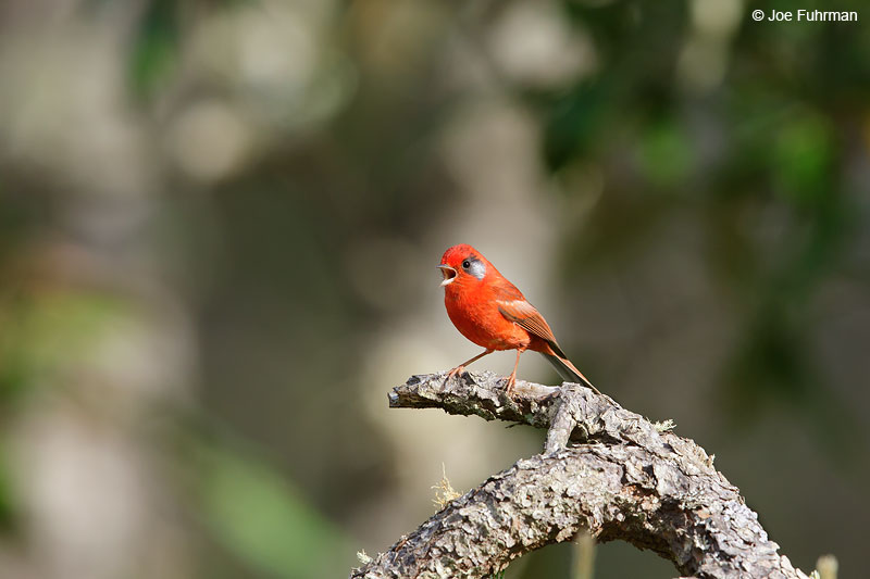 Red WarblerReserva Chara Pinta, Sinaloa, Mexico   April 2015