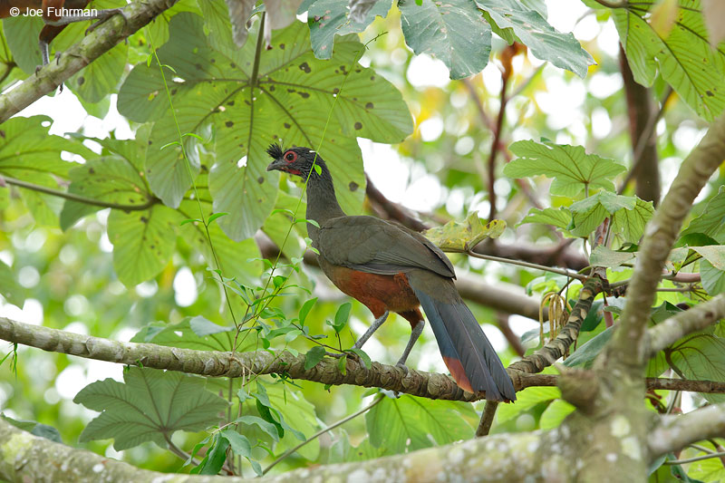 Rufous-bellied ChachalacaNayarit, Mexico April 2015
