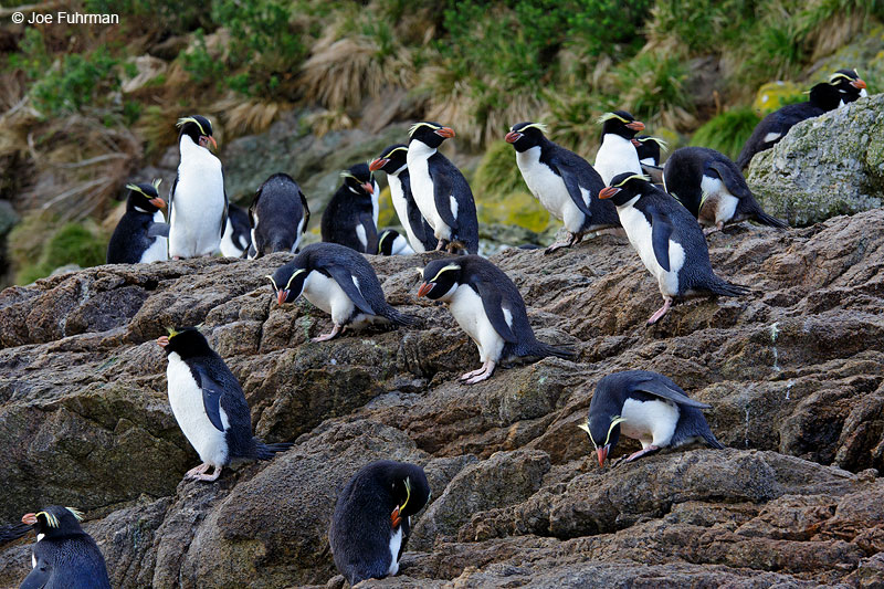 Snares Island Penguin The Snares, New Zealand   Nov. 2014