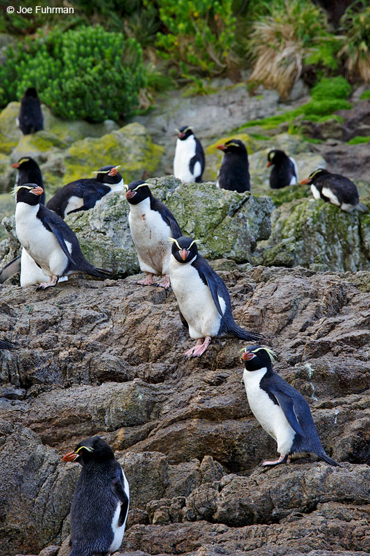 Snares Island Penguin The Snares, New Zealand   Nov. 2014