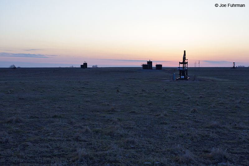 Sunrise on Greater Prairie-Chicken lekBarton Co., KS   April 2013