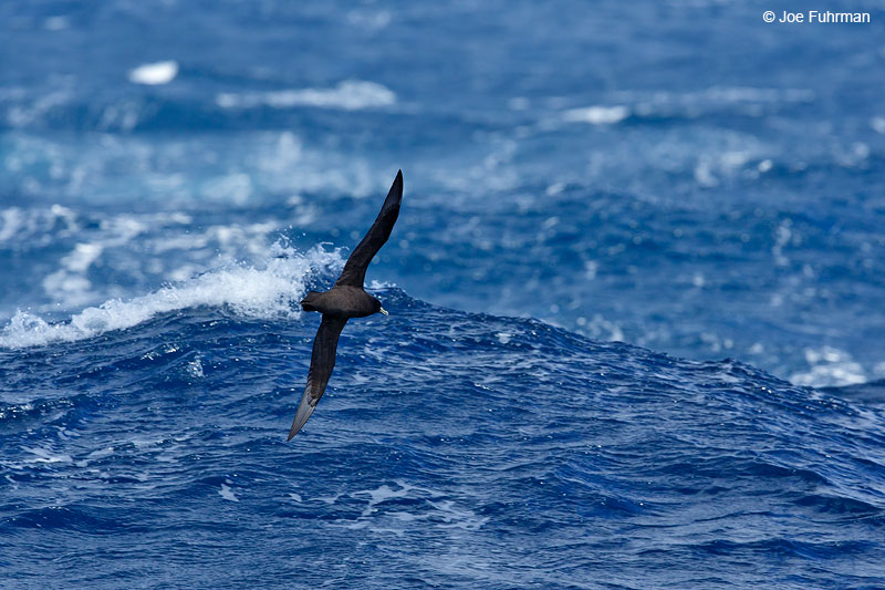 White-chinned_Petrel_07A5660